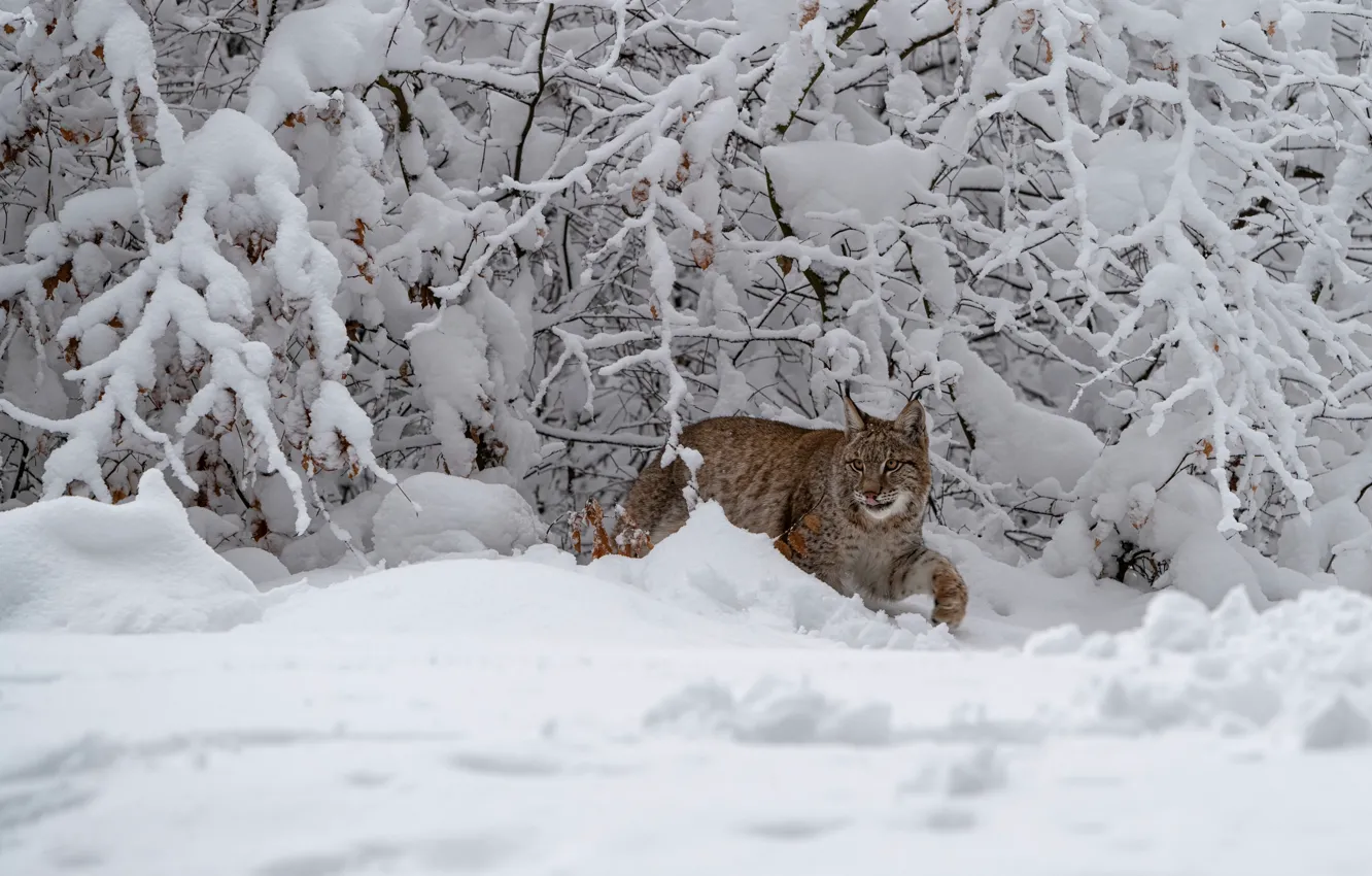 Photo wallpaper winter, forest, language, snow, branches, pose, the snow, lynx
