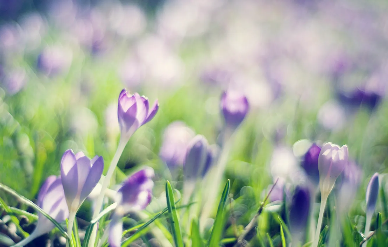 Photo wallpaper greens, grass, flowers, beauty, spring, beautiful, crocuses, flower
