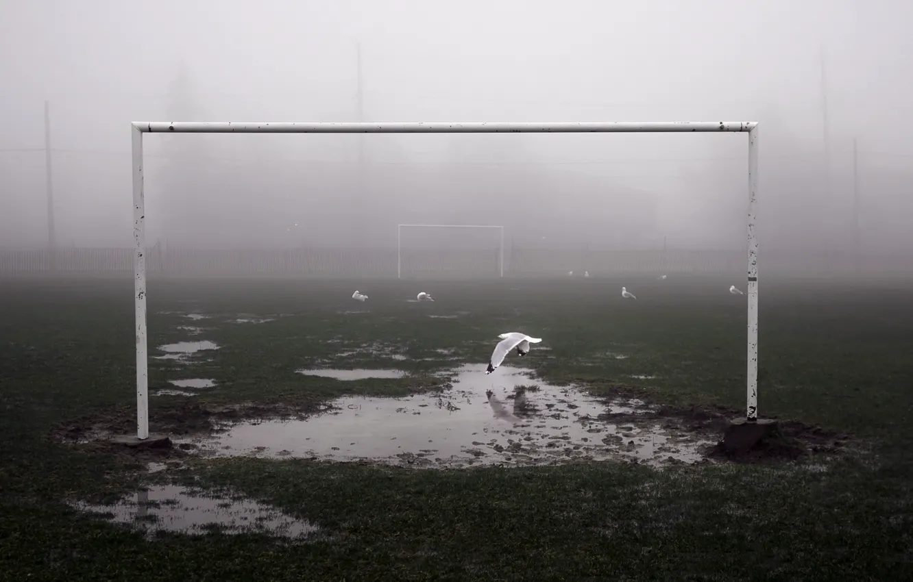 Photo wallpaper field, bird, football, sport, gate