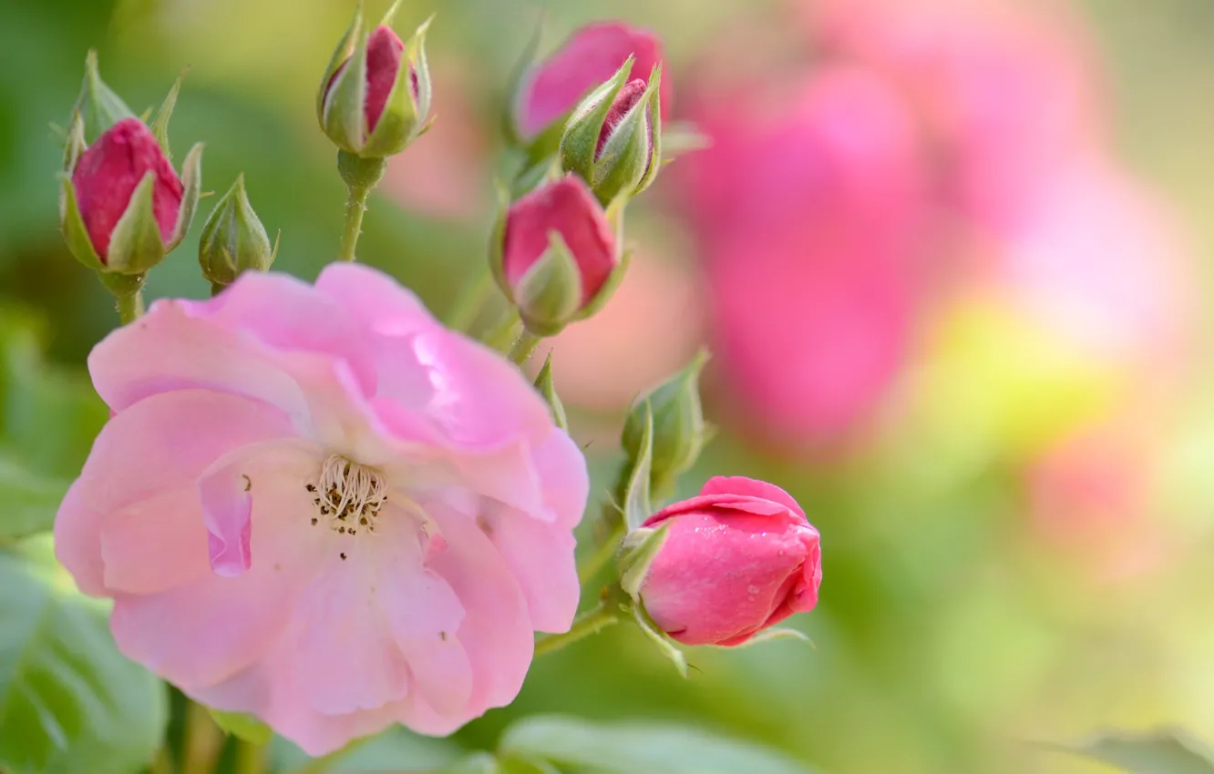 Photo wallpaper flower, pink, tenderness, rose