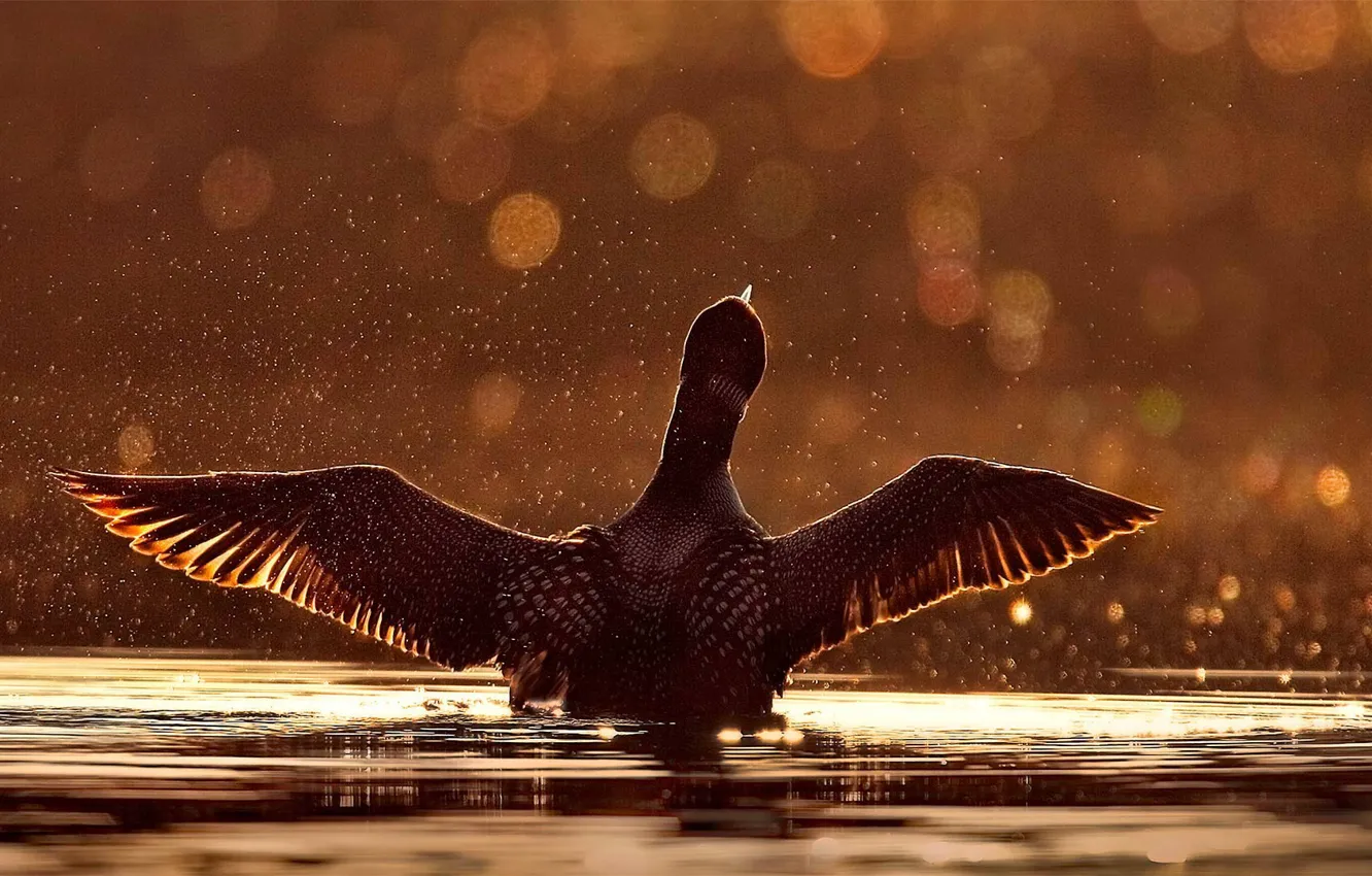 Photo wallpaper water, squirt, bird, duck, wings