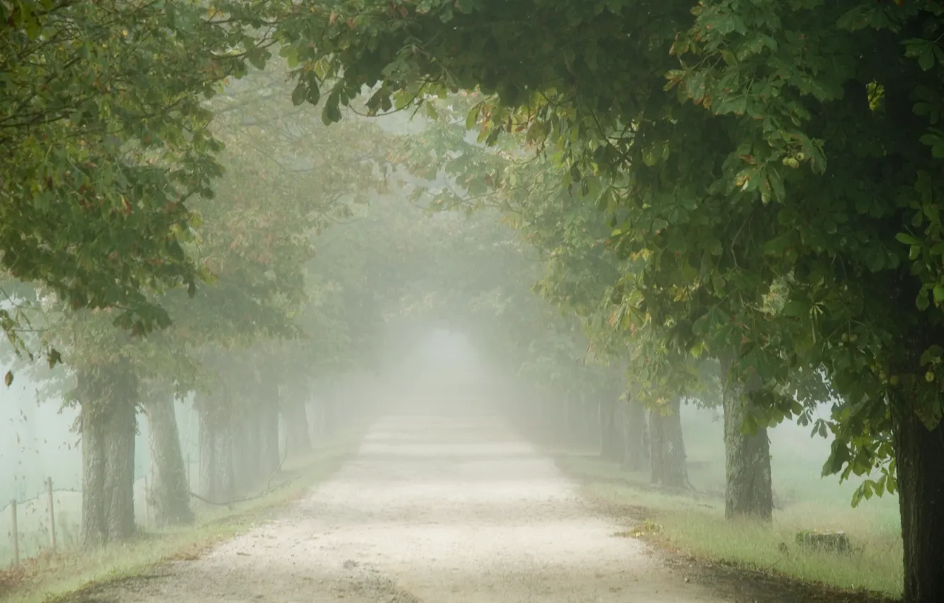 Photo wallpaper road, trees, fog, morning