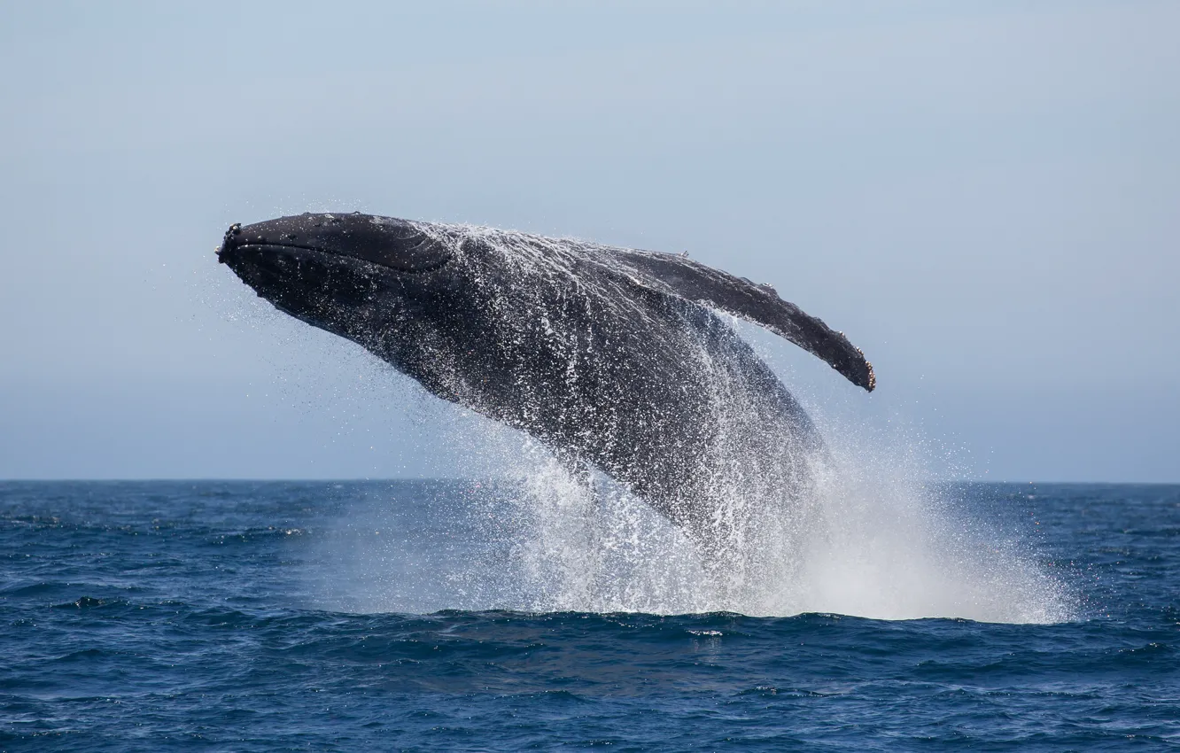 Photo wallpaper ocean, splash, jumping, whale, humpback