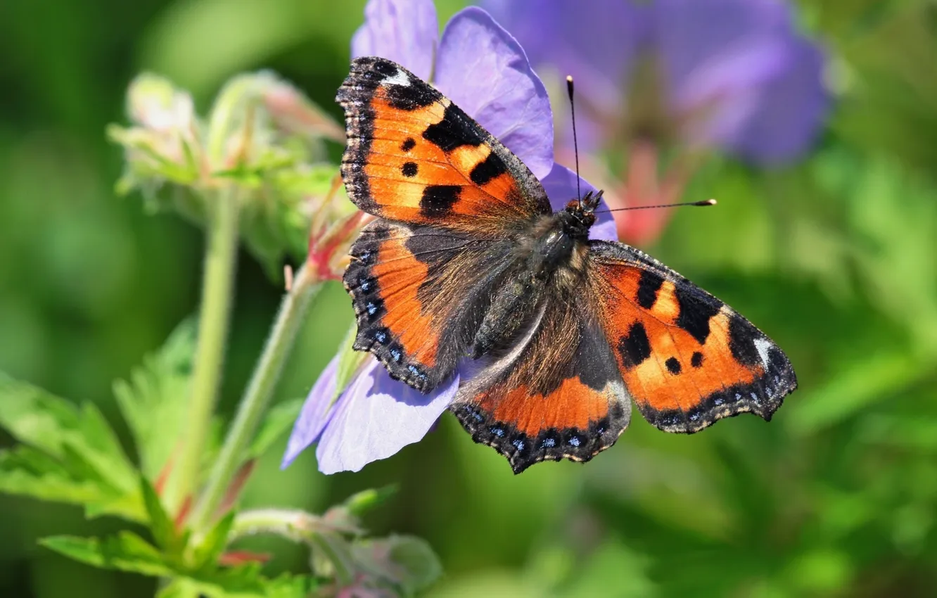 Photo wallpaper macro, flowers, butterfly, Urticaria ordinary
