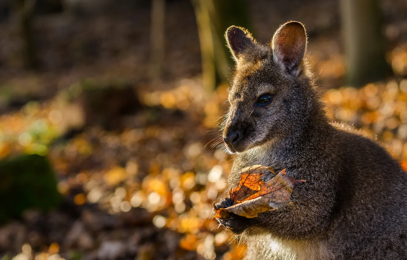 Photo wallpaper autumn, nature, kangaroo