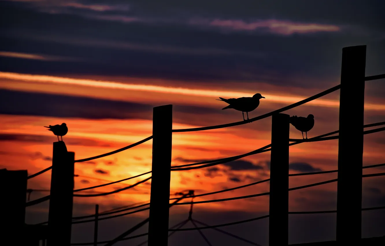Photo wallpaper the sky, night, bird