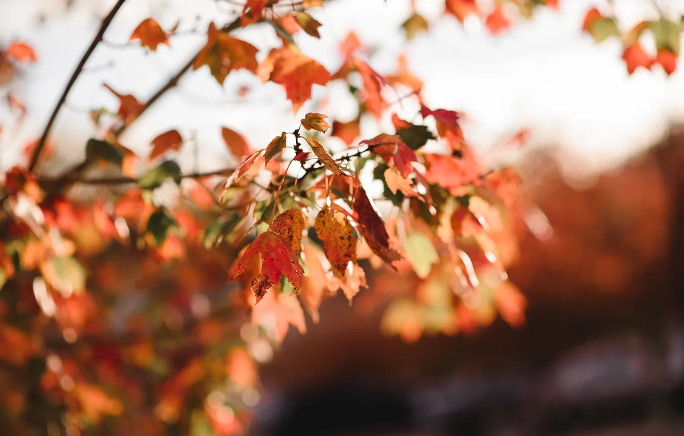 Photo wallpaper autumn, leaves, red