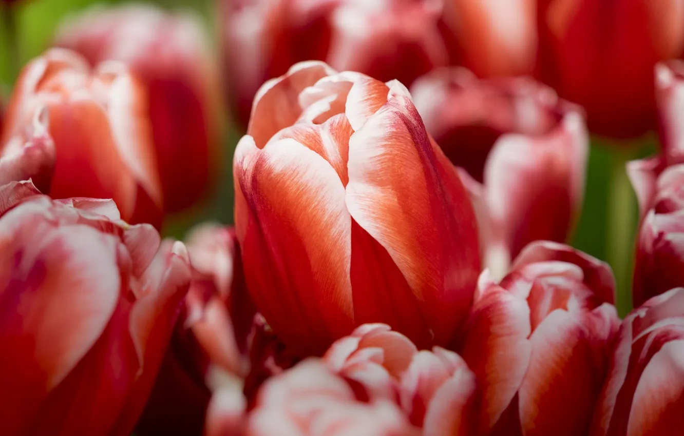 Photo wallpaper macro, tulips, buds