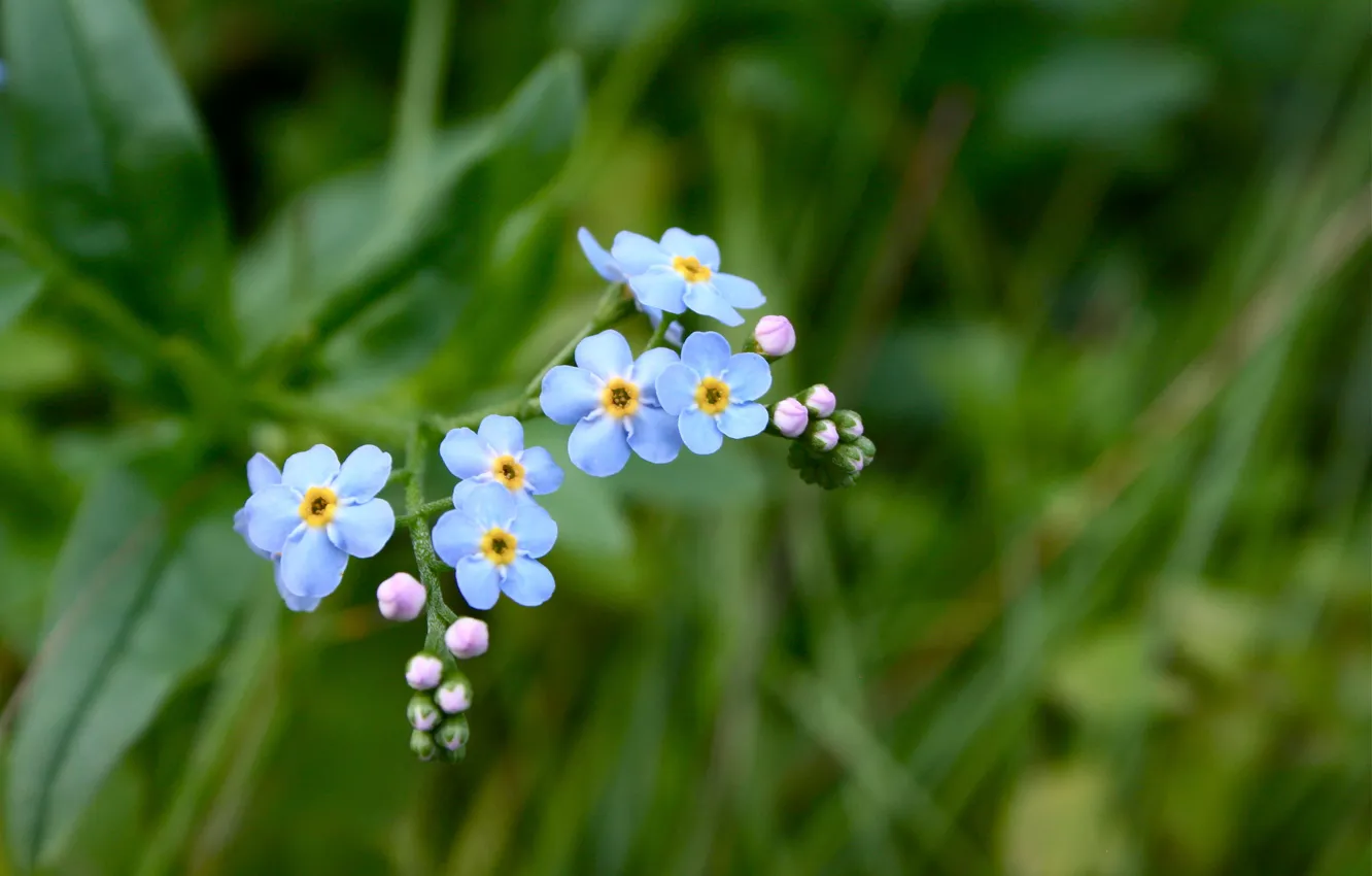 Photo wallpaper grass, flowers, blue, green, forget-me-nots