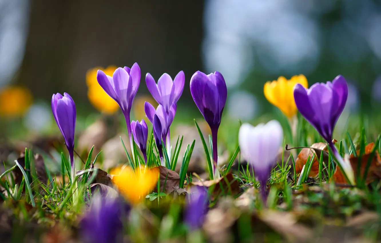 Photo wallpaper macro, spring, crocuses, bokeh, saffron