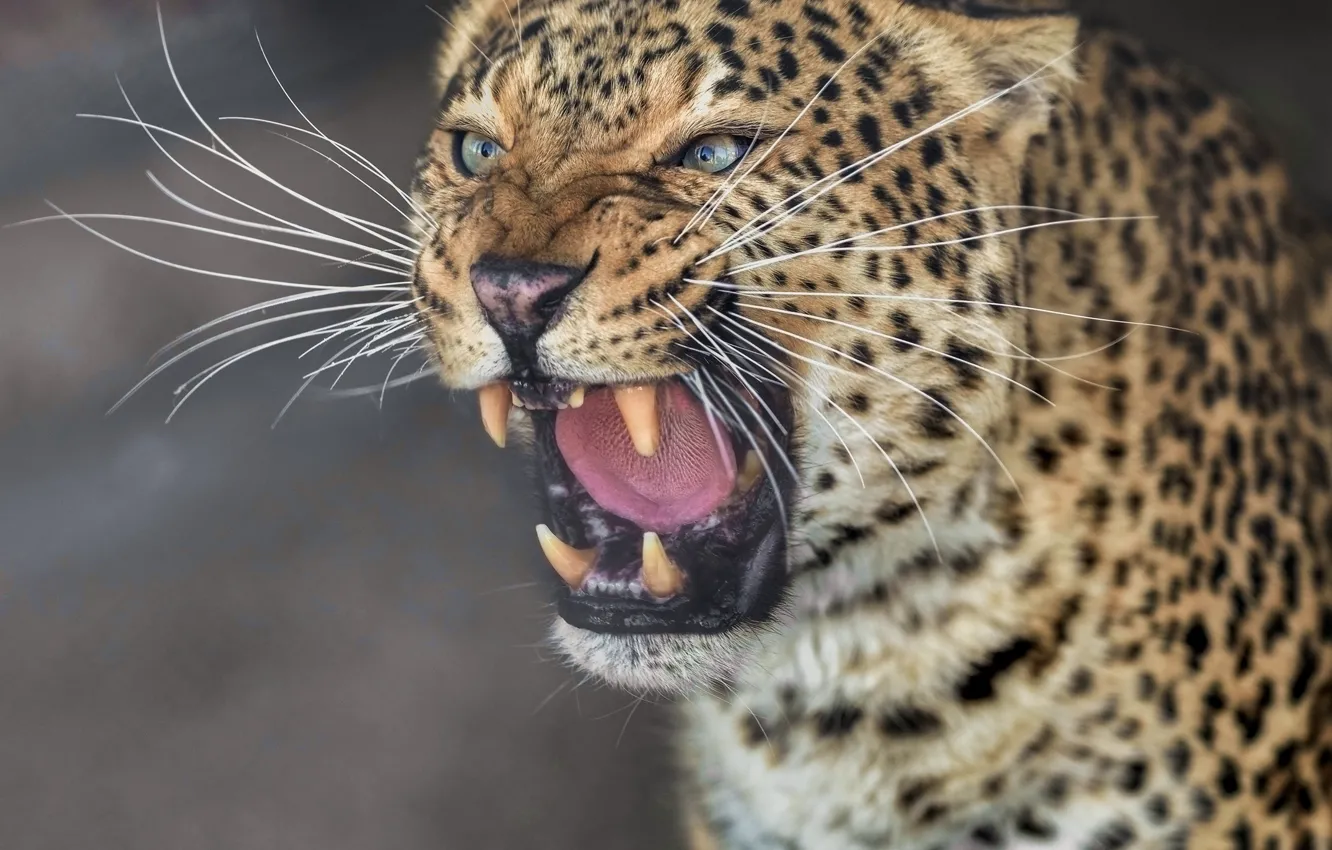 Photo wallpaper face, portrait, predator, leopard, fangs, grin, wild cat