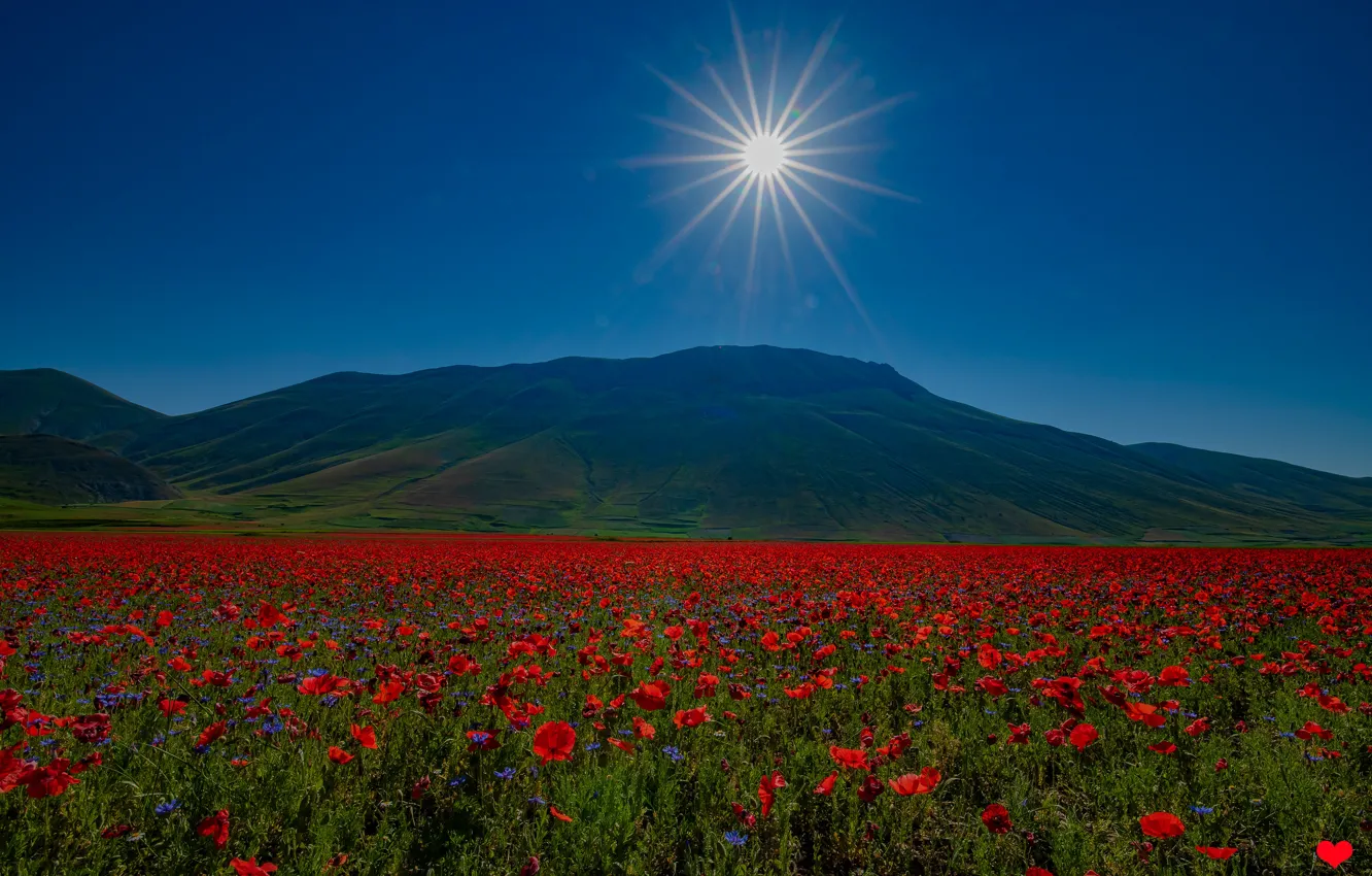 Photo wallpaper summer, the sky, the sun, flowers, blue, Maki, blue sky, poppy field