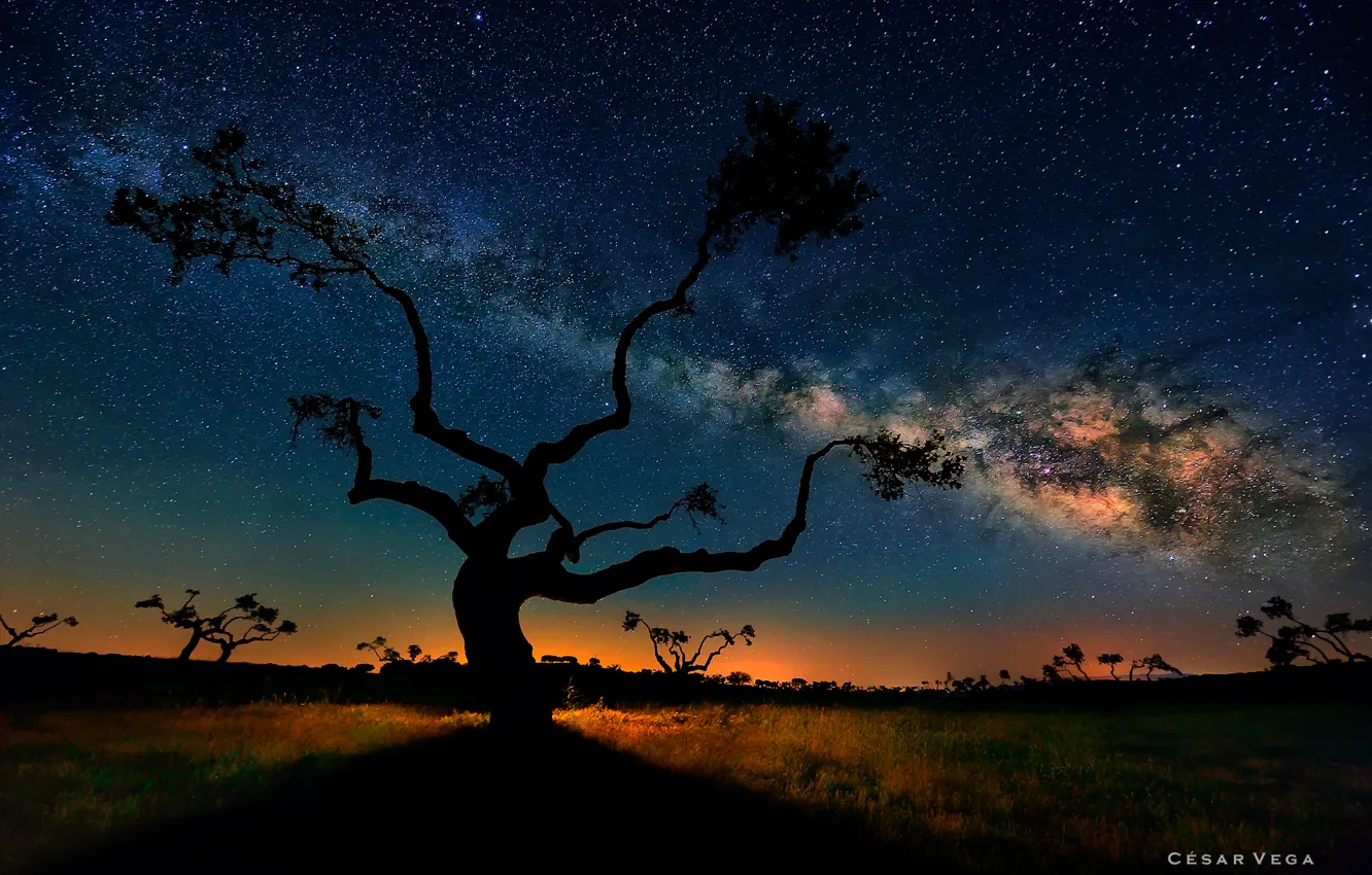 Photo wallpaper the sky, stars, trees, night, Savannah, the milky way