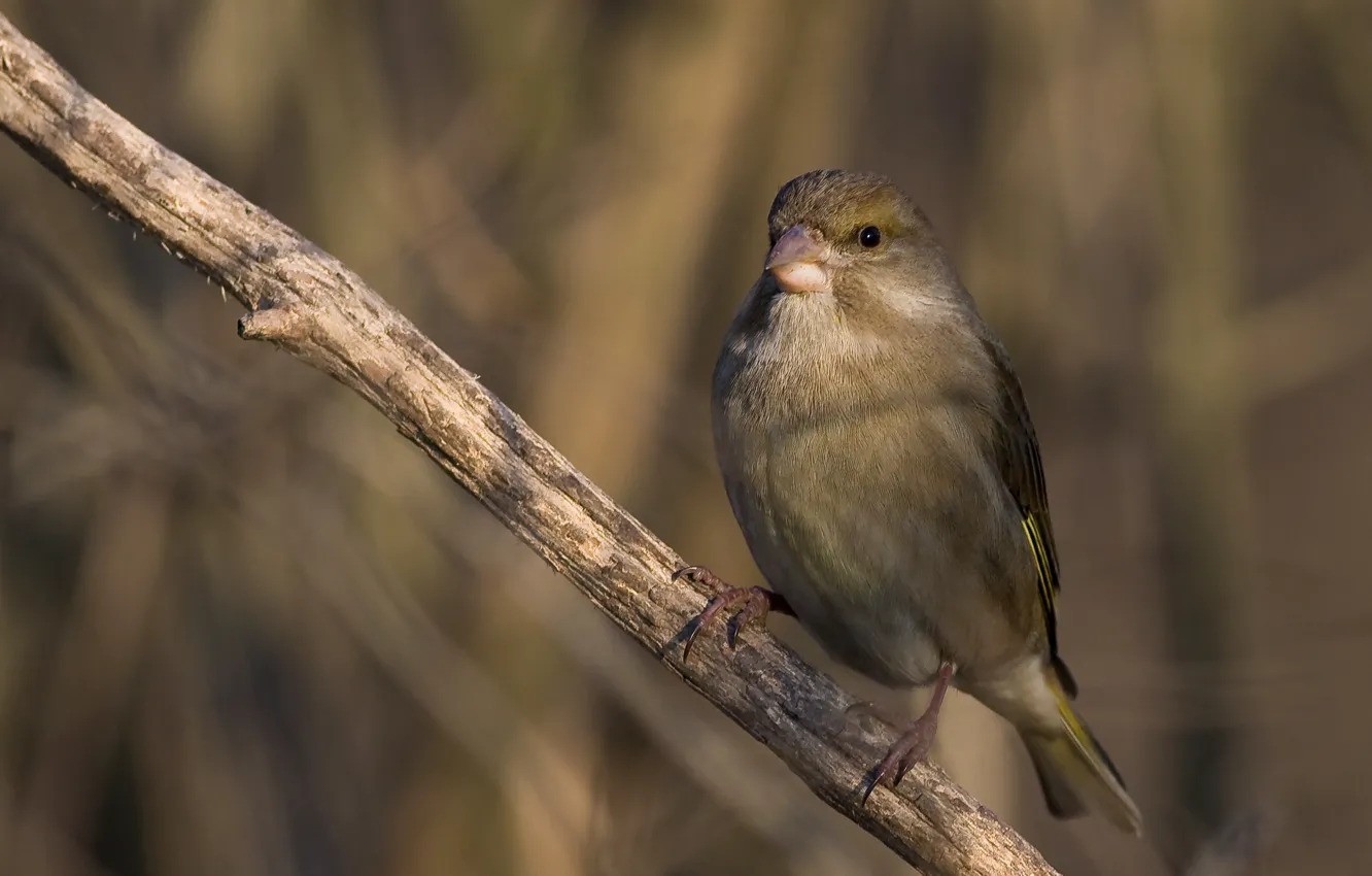 Photo wallpaper look, branch, sunlight, Common zelenushka (Carduelis chloris)