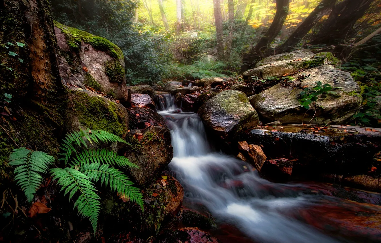 Photo wallpaper forest, nature, stream, stones, fern