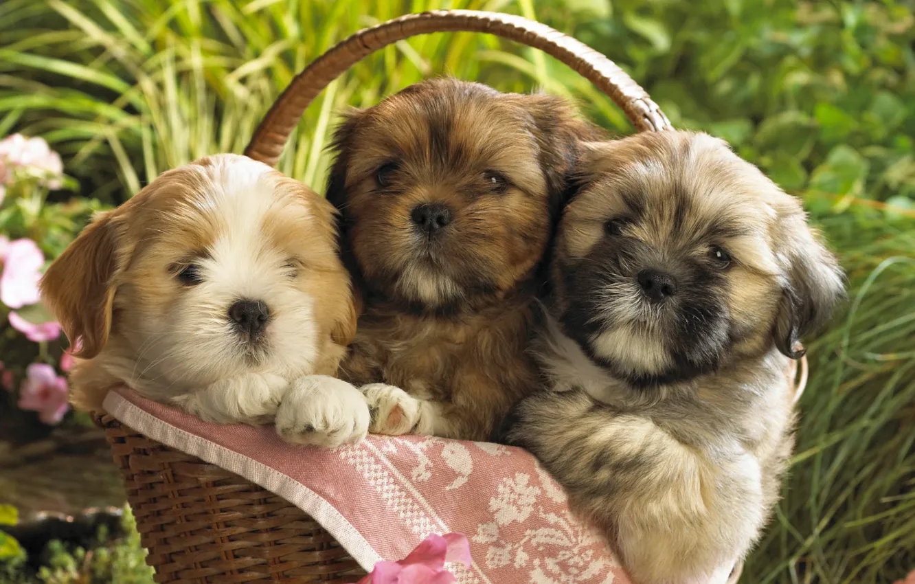 Photo wallpaper dogs, puppies, kids, basket