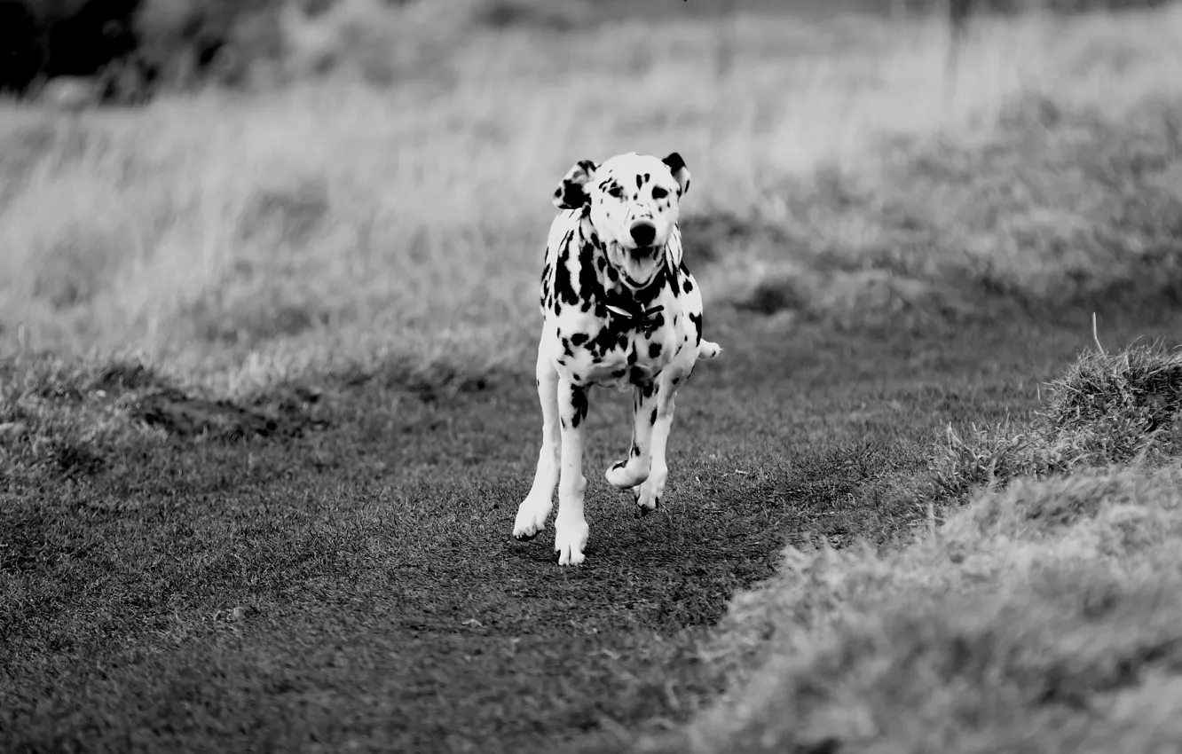Photo wallpaper field, the way, dog, running, Dalmatians