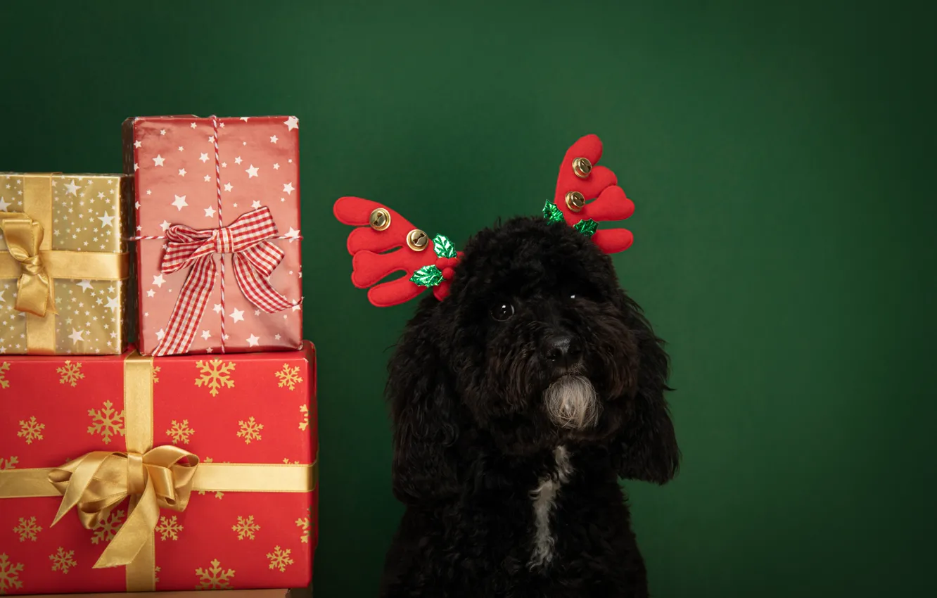 Photo wallpaper look, red, box, gift, black, new year, portrait, dog