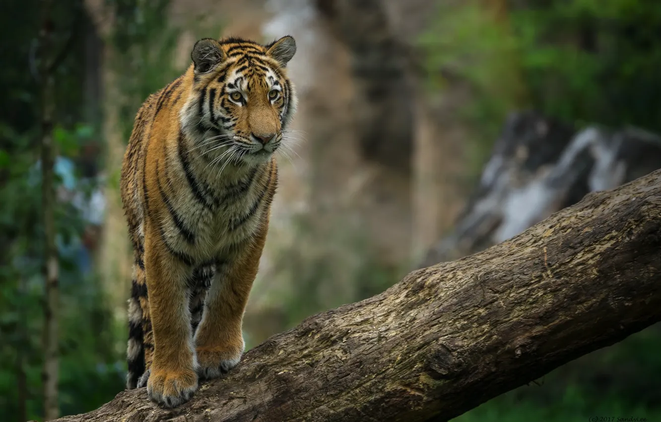 Photo wallpaper tiger, predator, log, cub, wild cat, posing, young