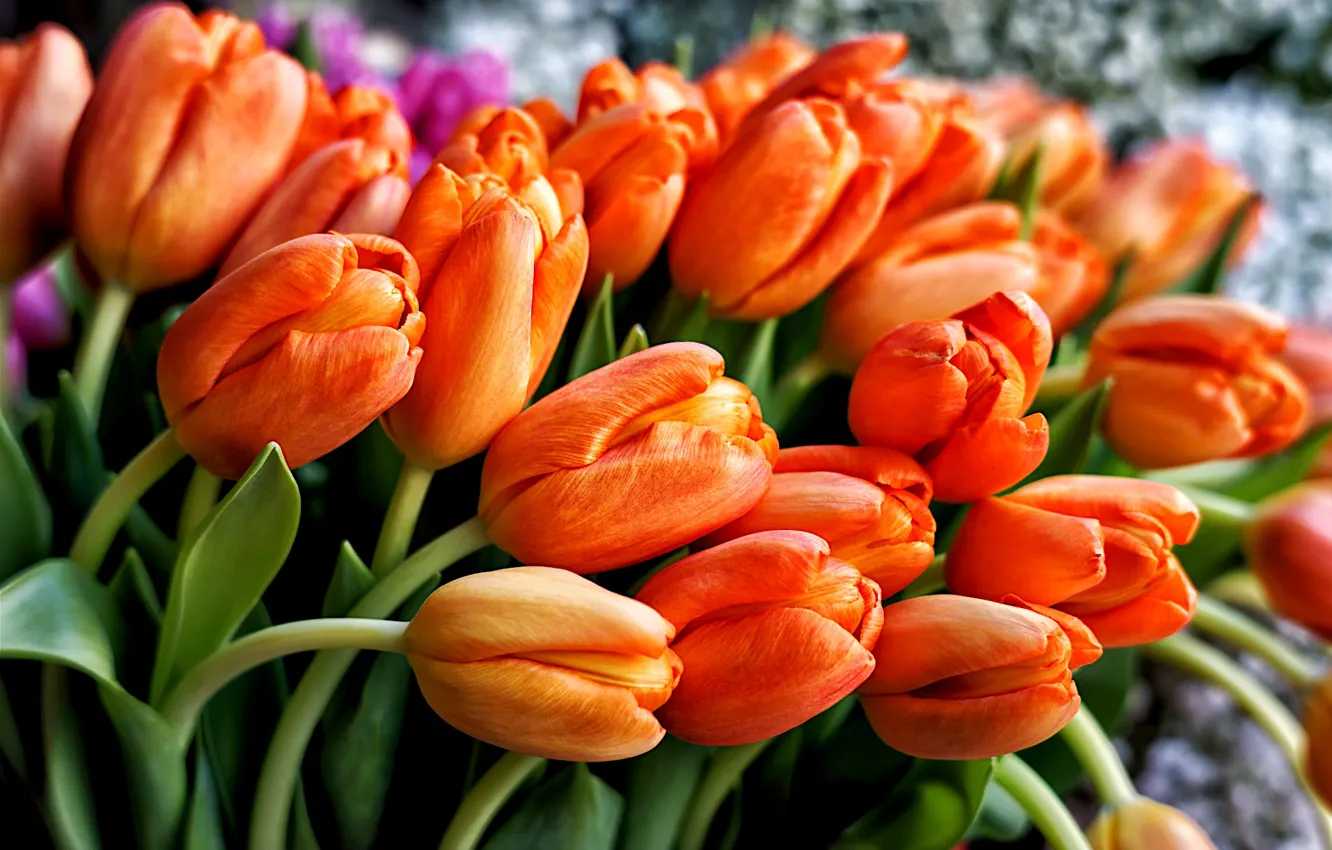 Photo wallpaper orange, bright, bouquet, tulips