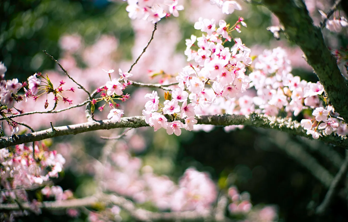 Photo wallpaper light, flowers, branches, cherry, background, blur, spring, Sakura