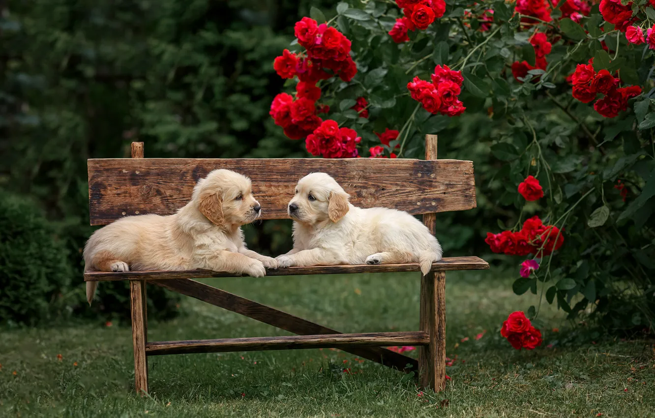 Photo wallpaper dogs, flowers, bench, roses, puppies, a couple, twins, Golden Retriever