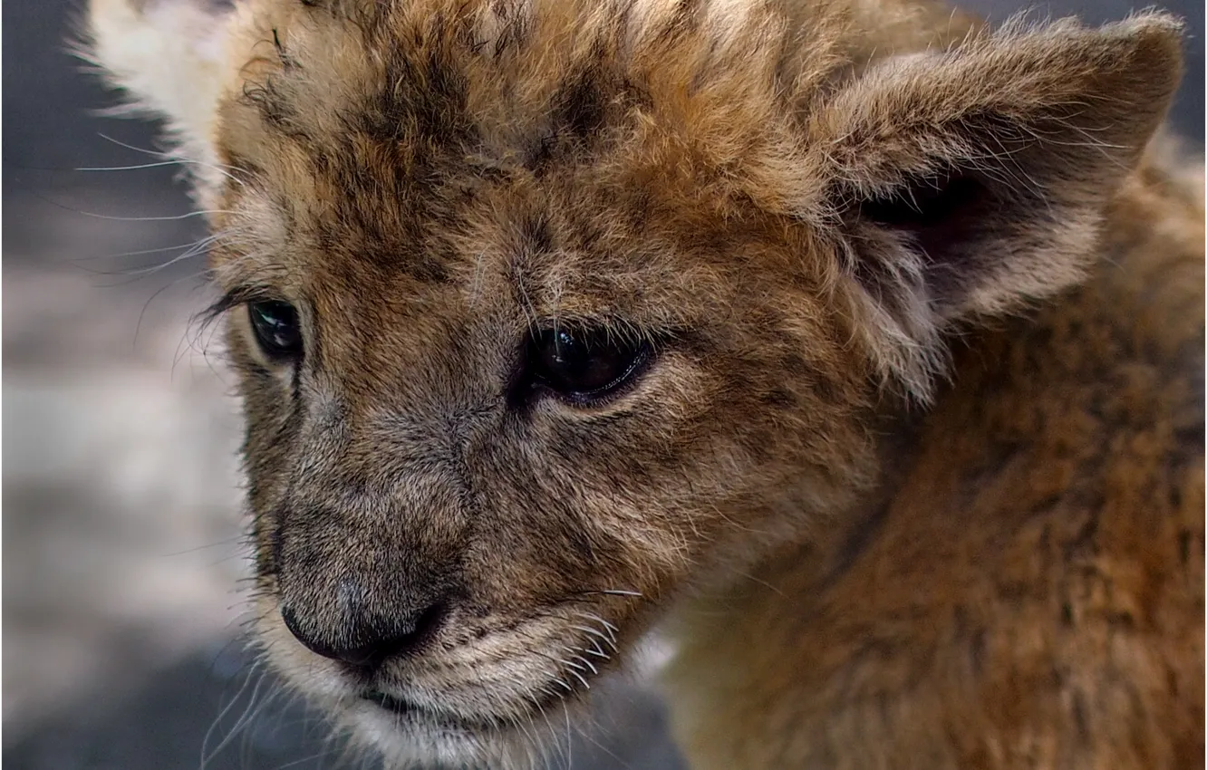 Photo wallpaper animal, predator, Leo, cub, lion