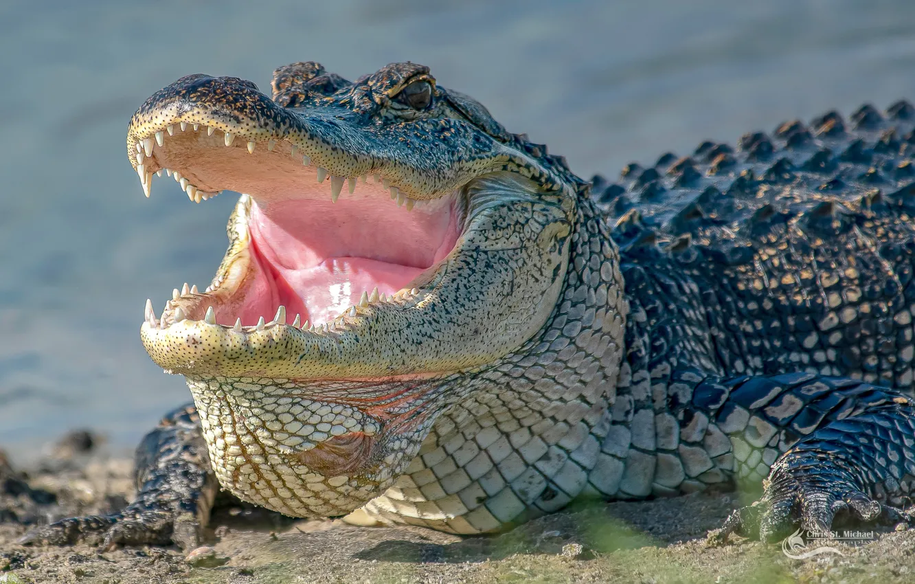 Photo wallpaper face, mouth, alligator
