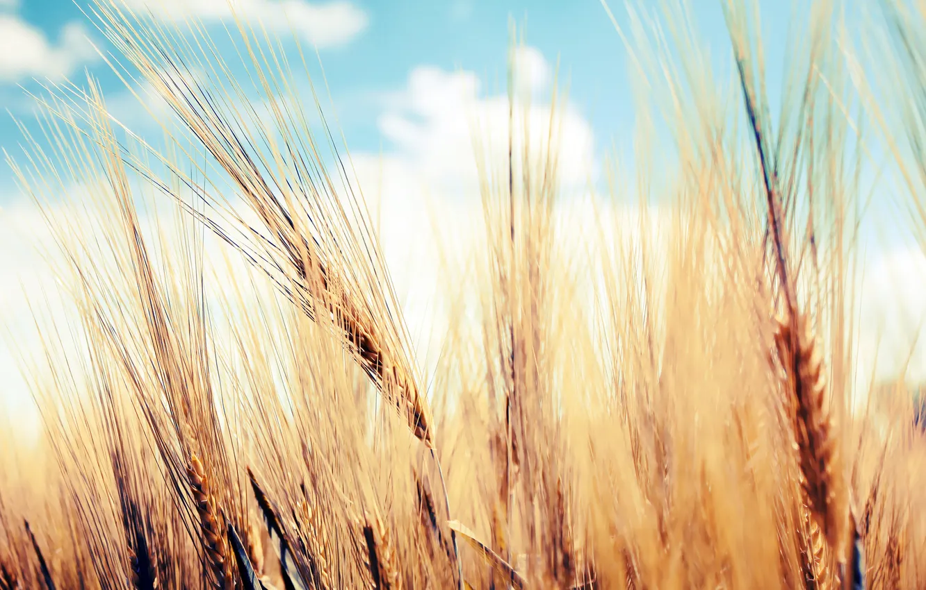 Photo wallpaper wheat, the sky, ears