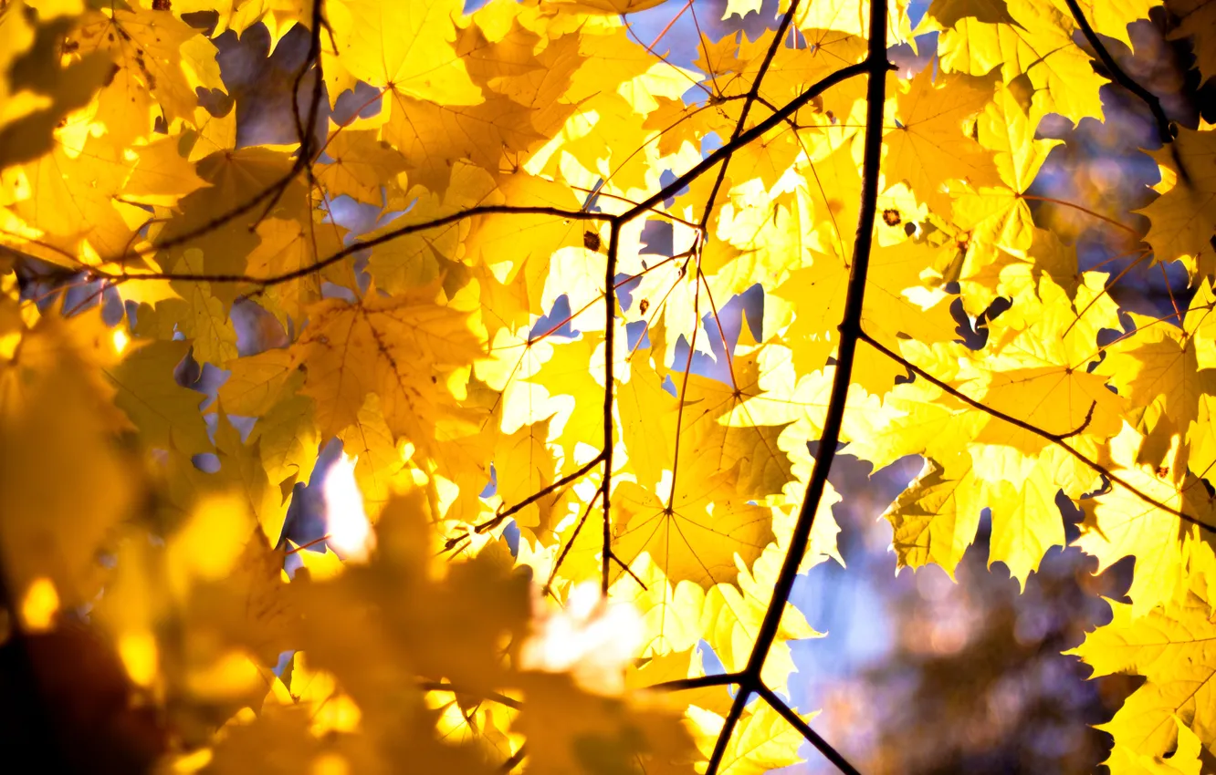 Photo wallpaper autumn, leaves, maple