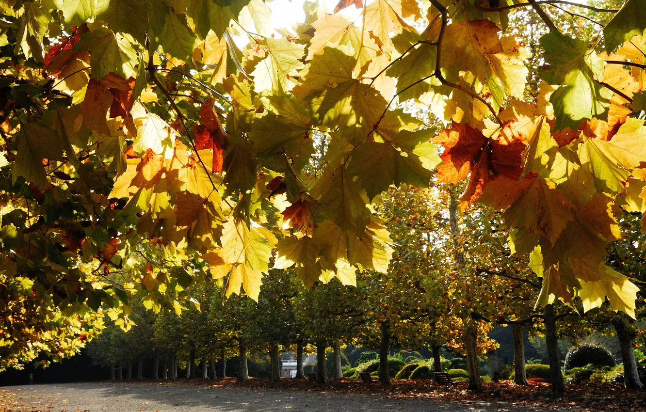 Photo wallpaper autumn, Park, alley, sycamore