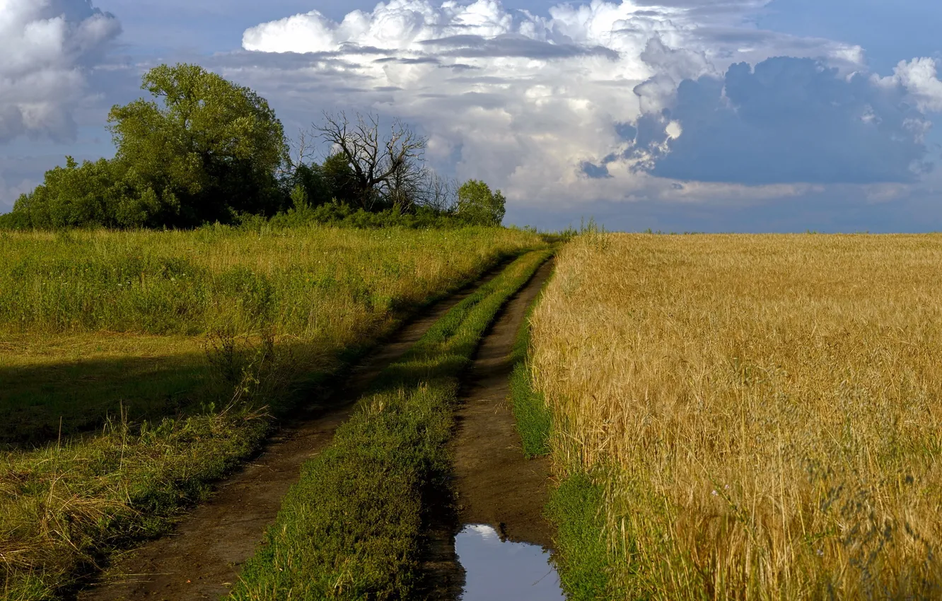 Photo wallpaper road, field, summer, landscape