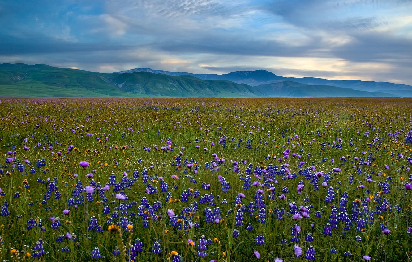 Photo wallpaper flowers, mountains, meadow, lupins, San Emigdio Mountains