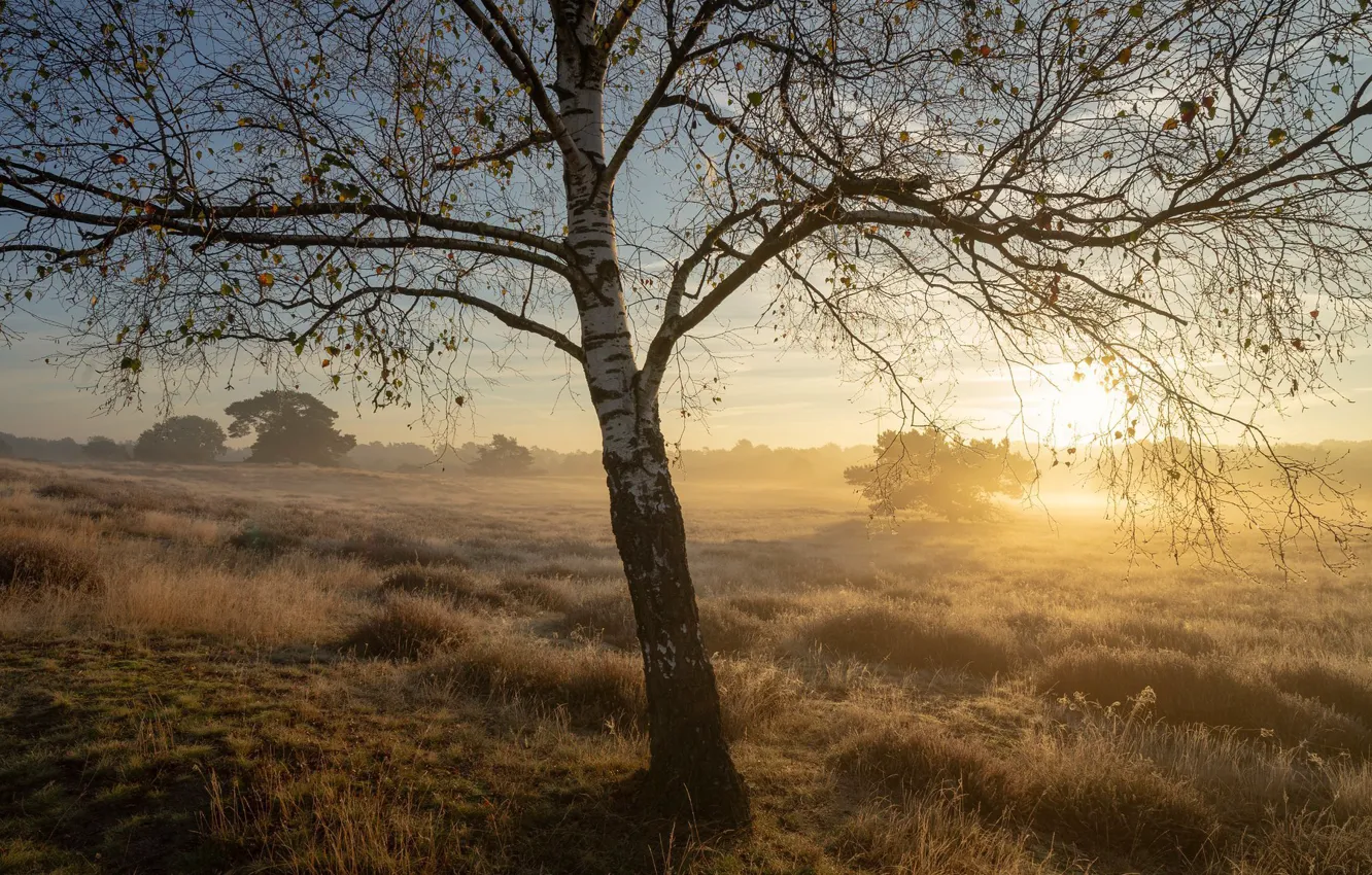 Photo wallpaper autumn, sunset, fog, birch