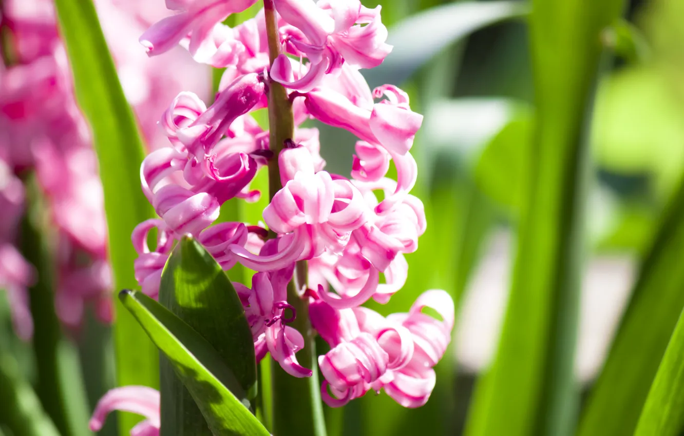 Photo wallpaper light, flowers, spring, bright, flowering, hyacinth