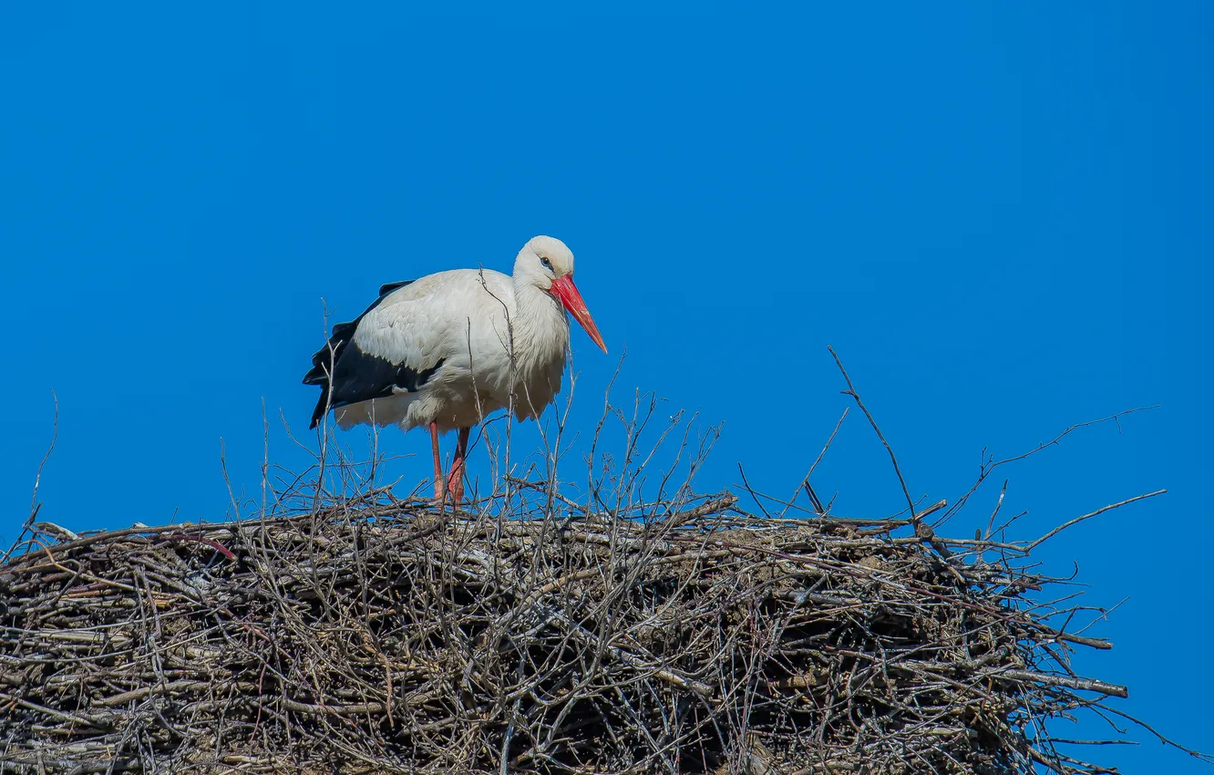 Photo wallpaper the sky, bird, spring, socket, stork, photohunt