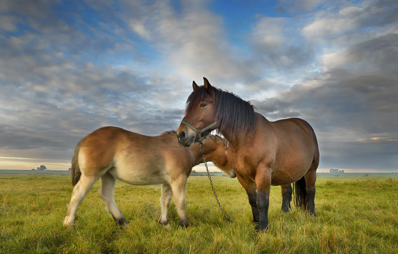 Photo wallpaper field, horse, horse, pair, pony, mother, foal
