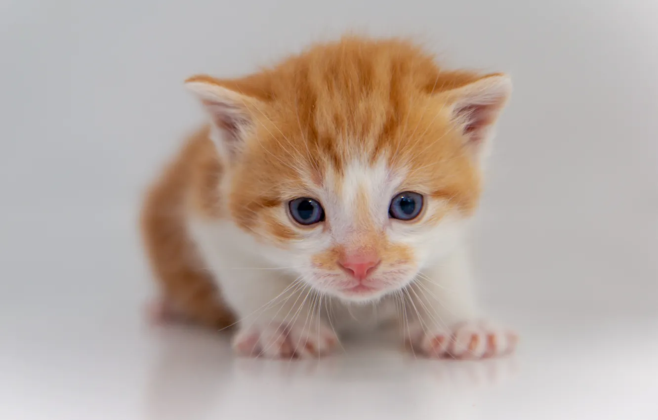 Photo wallpaper cat, look, pose, sweetheart, baby, white background, red, kitty