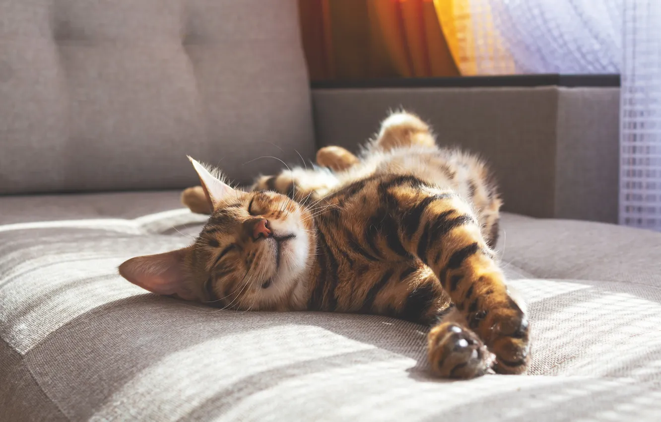 Photo wallpaper cat, cat, light, pose, sleep, paws, sleeping, bed