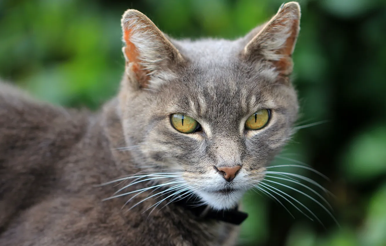 Photo wallpaper cat, cat, look, face, grey, portrait, collar, green background