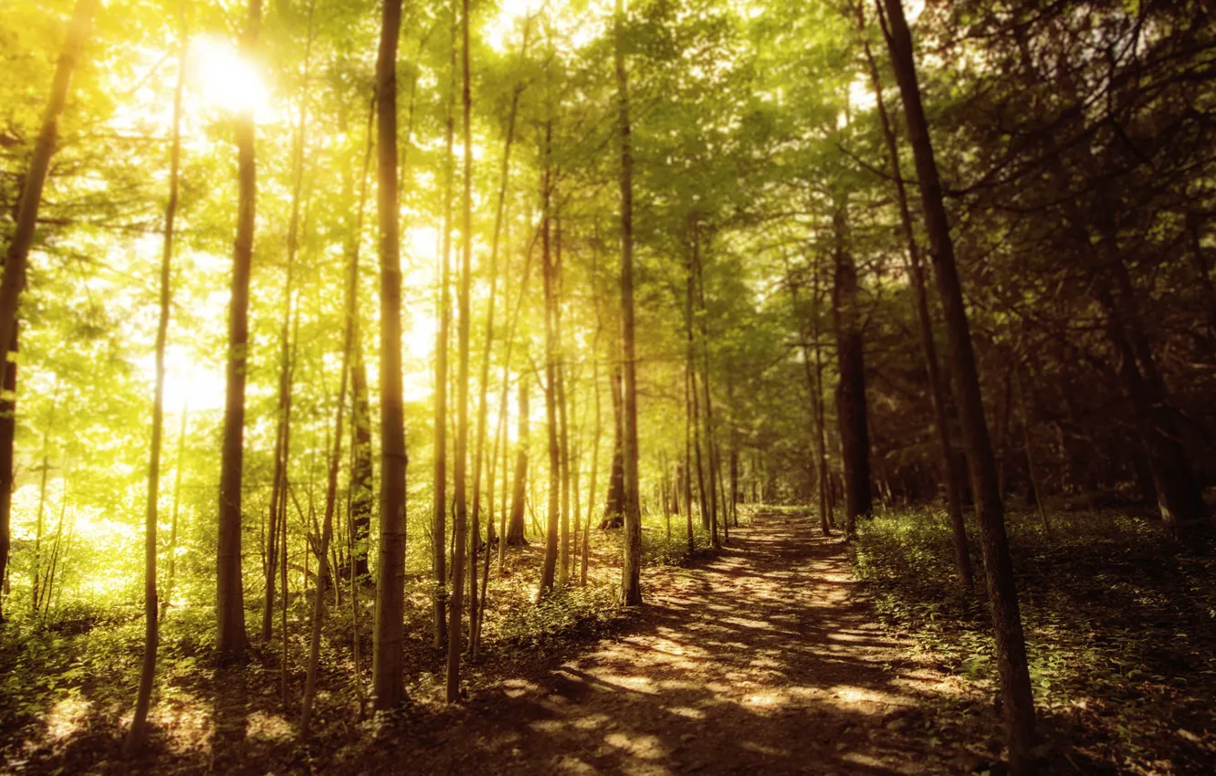 Photo wallpaper autumn, forest, light