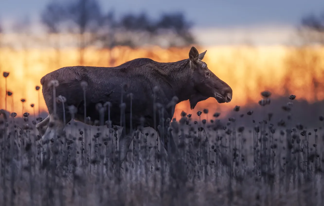 Photo wallpaper field, nature, plant, profile, walk, moose, bokeh