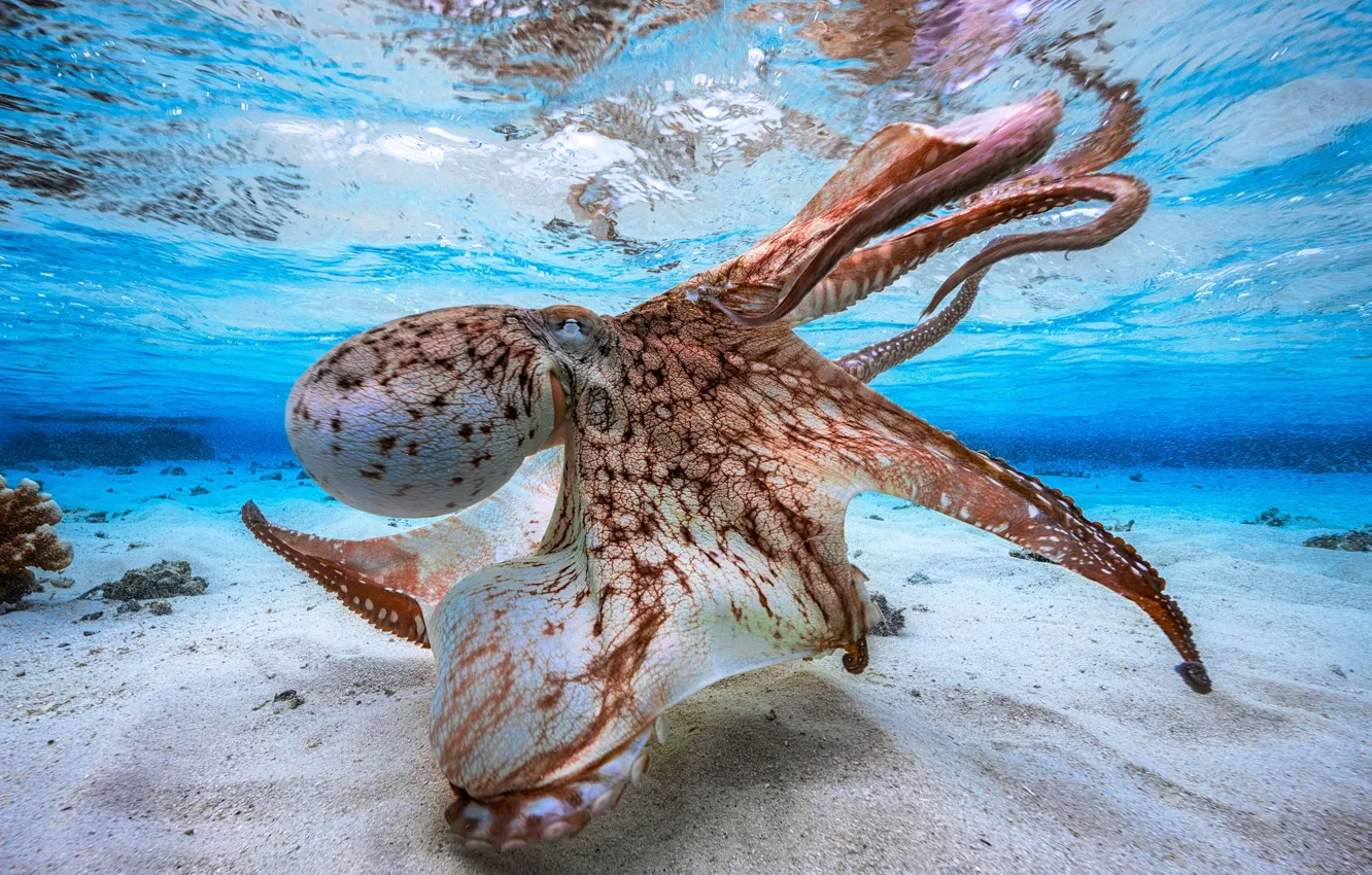 Photo wallpaper the bottom, octopus, marine fauna