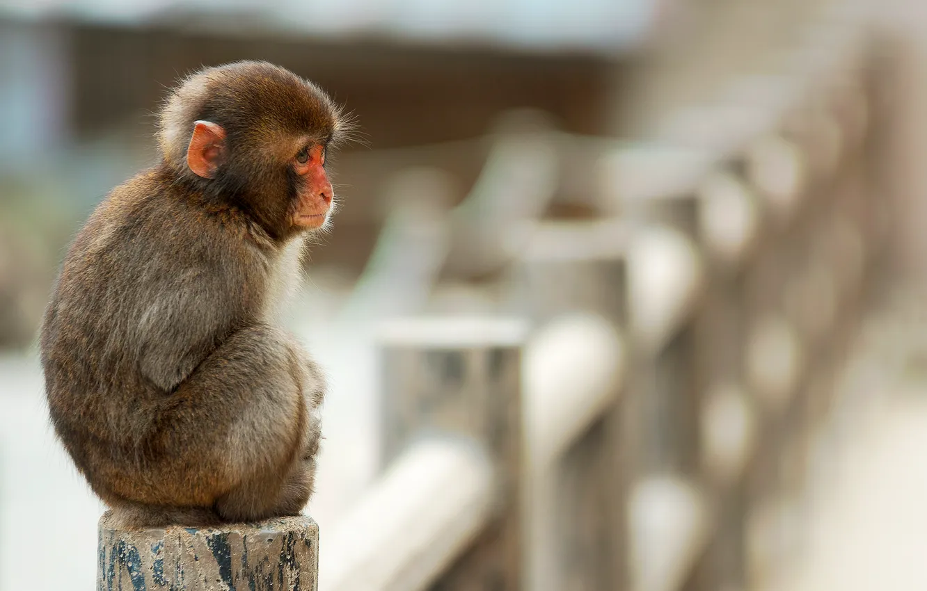 Photo wallpaper monkey, sitting, little, monkey