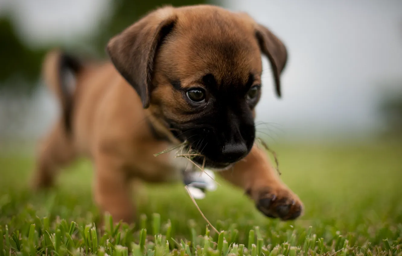 Photo wallpaper grass, puppy, walk