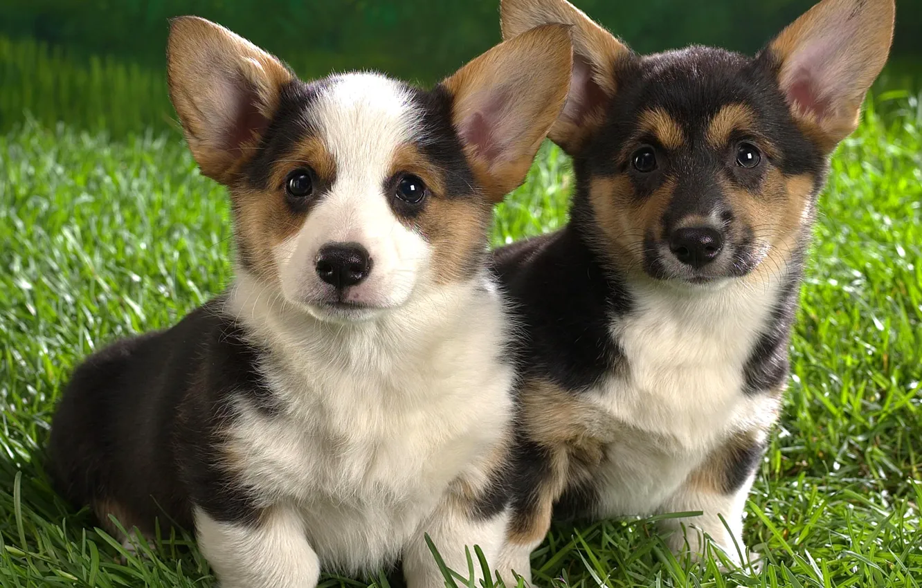 Photo wallpaper grass, muzzle, puppy, ears