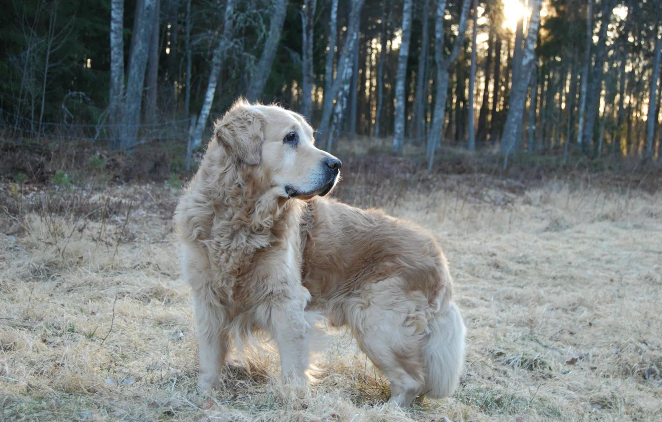 Photo wallpaper forest, dog, hunting, dog, stand