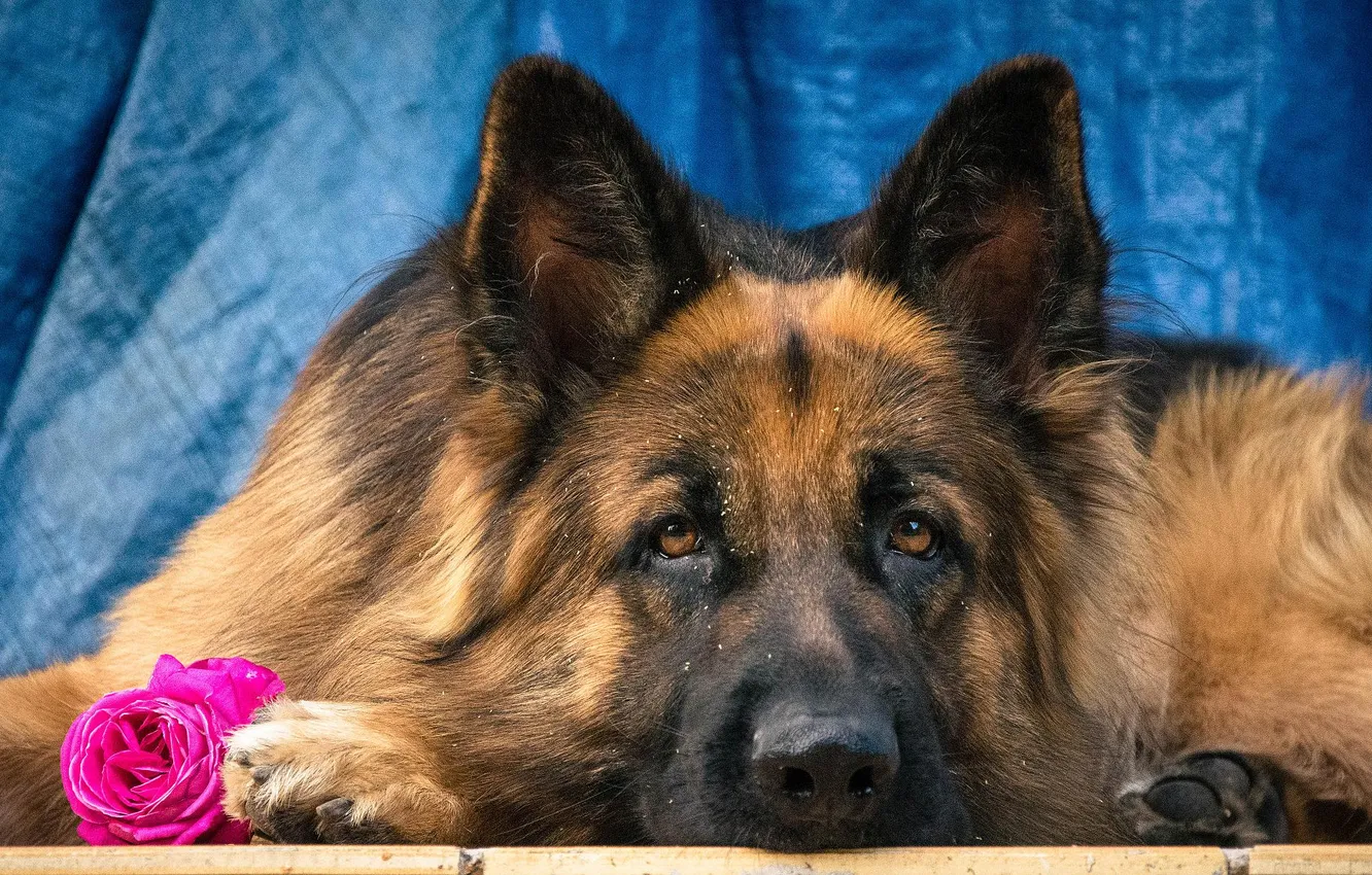 Photo wallpaper flowers, dog, shepherd, German shepherd