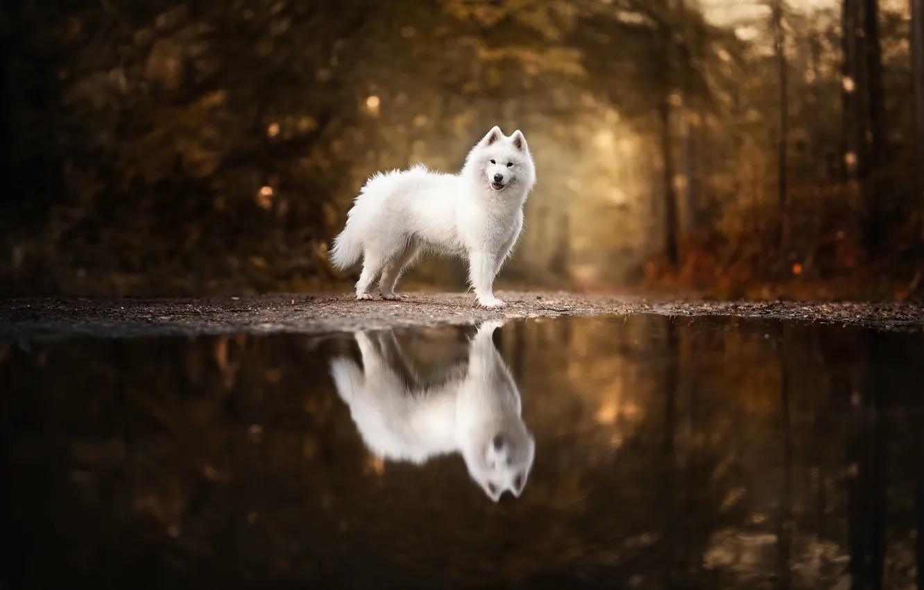 Photo wallpaper white, look, nature, pose, dog, face, Samoyed