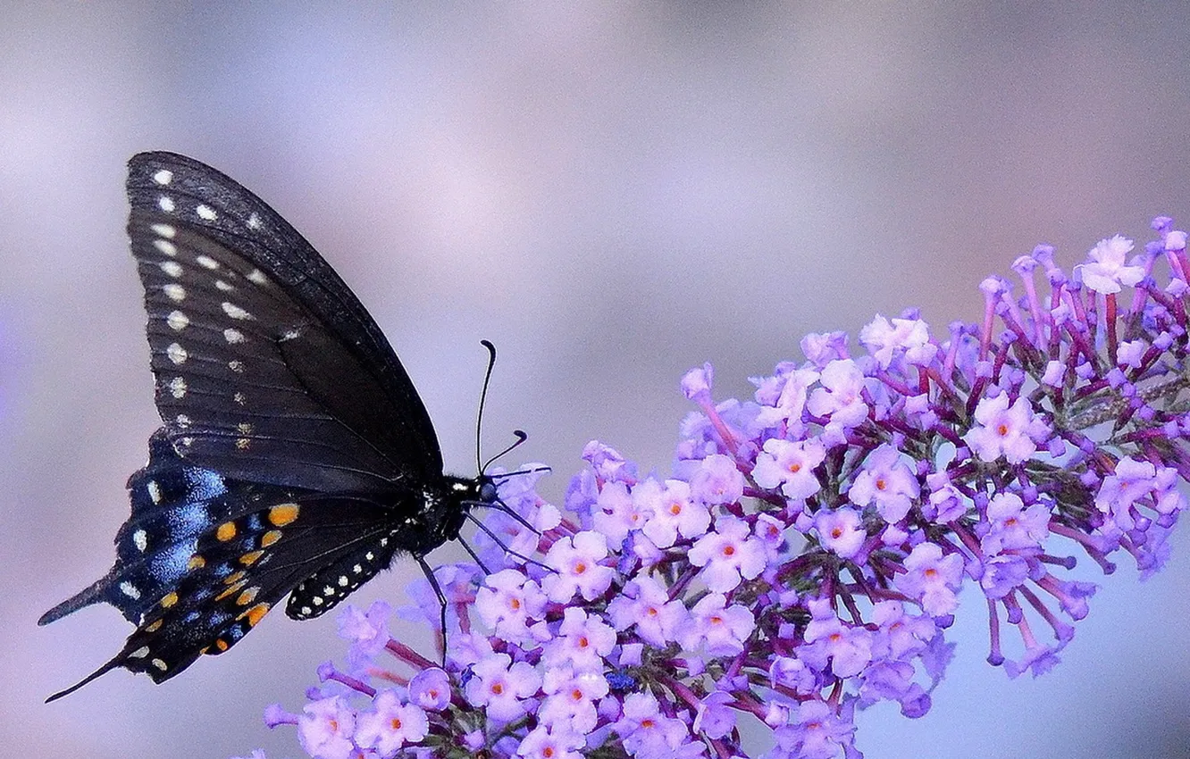Photo wallpaper macro, flowers, photo, butterfly